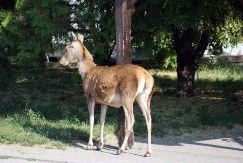 Szarvas a sóskúti buszmegállóban